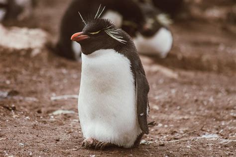 39 Photos of Falkland Penguins, Because Penguins - Heart My Backpack