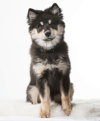 25 Wolf Dog Breeds (and how they became our domesticated dogs)