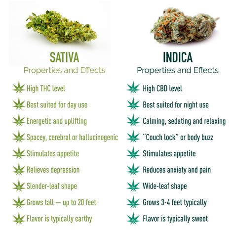 Indica vs. Sativa | Effects, Strains & More – Marijuana Doctors (2023)