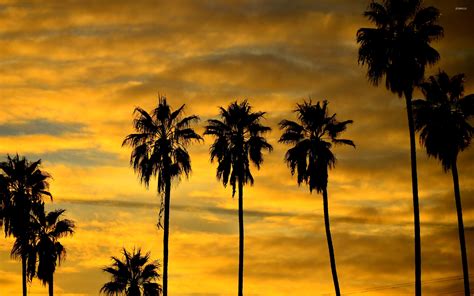 Palm tree silhouette at sunset wallpaper - Nature wallpapers - #47232