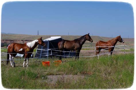 Camping in Cody Wyoming with the horses | Horses, Cody wyoming, Wyoming