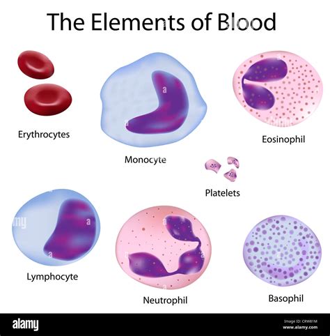 The cells of human blood : red blood cells and different white blood cells Stock Photo - Alamy