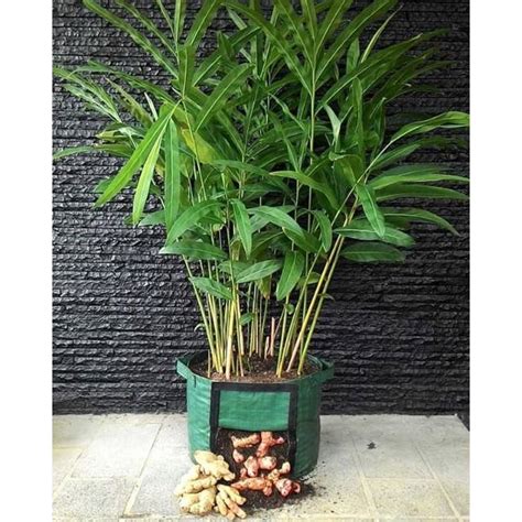 Rhizoma Planter Bag Rhizoma Planter Bag Rhizoma Ginger Turmeric Galangal Potato | Shopee Malaysia