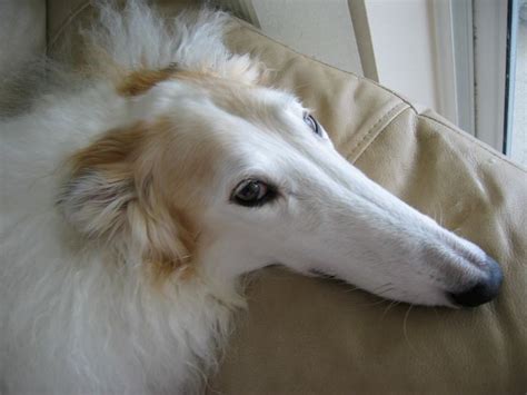 Beautiful Borzoi | Tazılar, Köpek