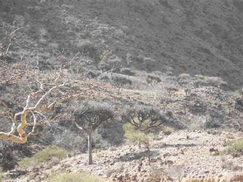 4 Semi-desert vegetation with scattered Commiphora and other species in ...