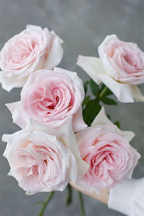 10 Most Fragrant Roses to Enrich Your Garden’s Aroma