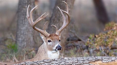 Whitetail Deer Hunting Tips – Help For Your Hunt – Outdoor Trips