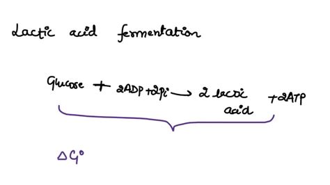 Lactic Acid Fermentation Equation