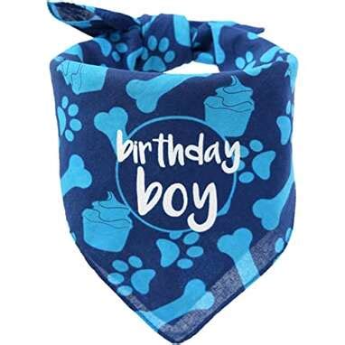 11 Best Dog Birthday Outfits You Can Get Online - DodoWell - The Dodo