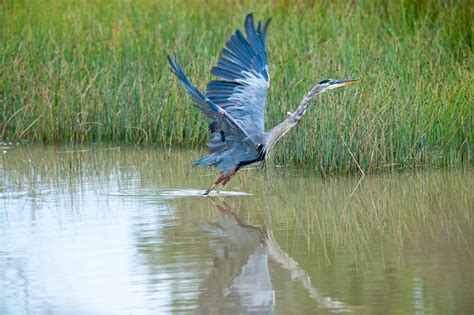 Blackwater National Wildlife Refuge - National Parks Near Sandaway