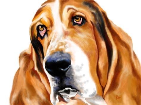 Bassett Hound dog, digital drawing art | Hound dog, Bassett hound, Digital drawing