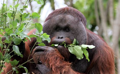 Auckland Zoo's Kevin Buley | Conservation and the community | blooloop