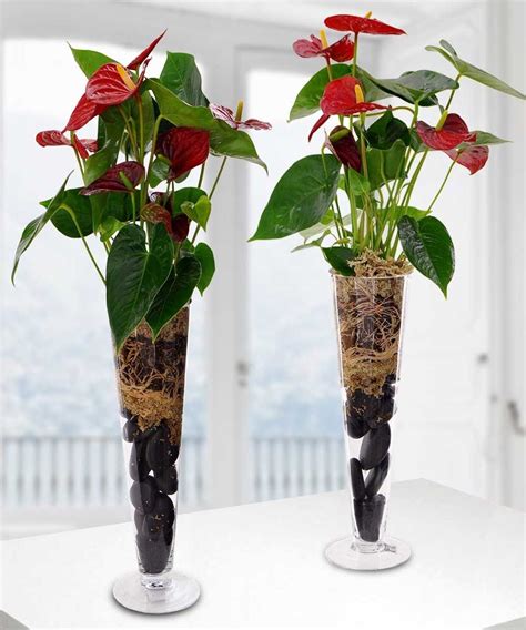 Anthurium Plant - As Shown | Anthurium plant, Indoor water garden ...