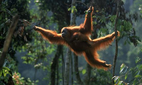 World's Oldest Orangutan Passes Away After Living 20 Years Passed Her Life Expectancy 😲 🥺