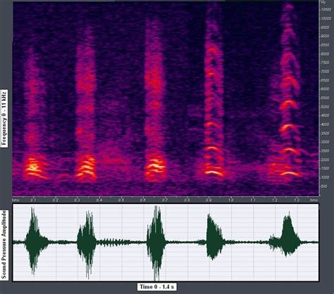 Detailed spectrogram and time display of two types of Barnacle goose ...