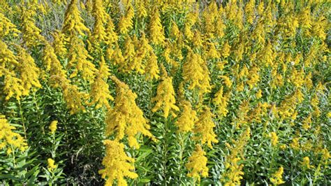 Fall is Ragweed Season | Comfort Institute