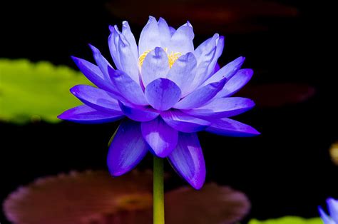 Blue Water Lily Photograph by Louis Dallara - Pixels