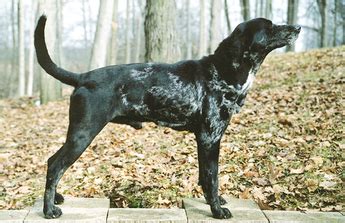 American Leopard Hound Dog Breed Characteristic, Daily and Care Facts