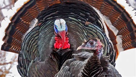 Wild turkey restoration a conservation success story - Michigan ...