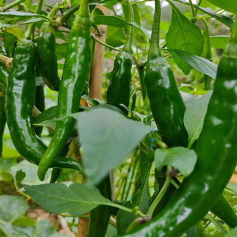 How To Grow Green Chillies