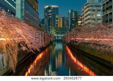 Meguro Sakura (cherry Image & Photo (Free Trial) | Bigstock