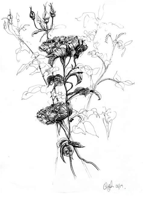 English Rose II Drawing by Yvonne Lynn - Fine Art America