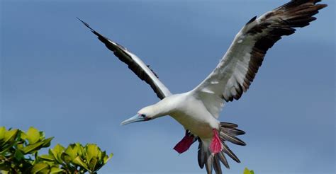 Galapagos Islands Wildlife Guide | Galapagos Wildlife Facts