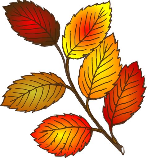 Free vector graphic: Autumn, Fall, Leaves, Beech, Orange - Free Image ...