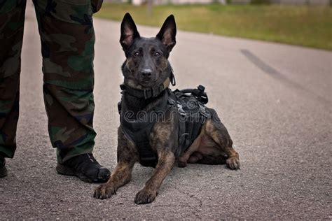 Dutch Shepherd police dog stock image. Image of shepherd - 101868995