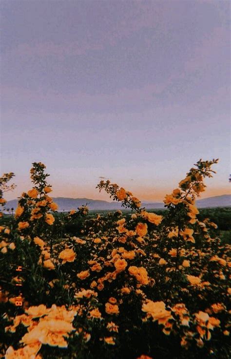 Sophiachesney on Aesthetic in 2020. Aesthetic background, Nature aesthetic, Pastel aesthetic ...