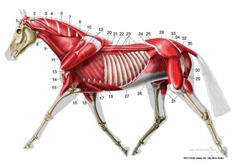 Trotting horse deep muscle anatomy diagram | La...