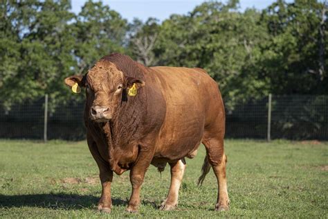 Akaushi vs. the Term Wagyu — Akaushi Association Association