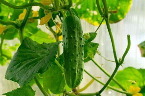 7 Small Cucumber Varieties - Plantglossary