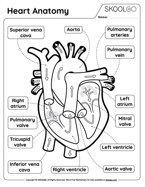 Heart Anatomy - Free Worksheet for Kids - SKOOLGO