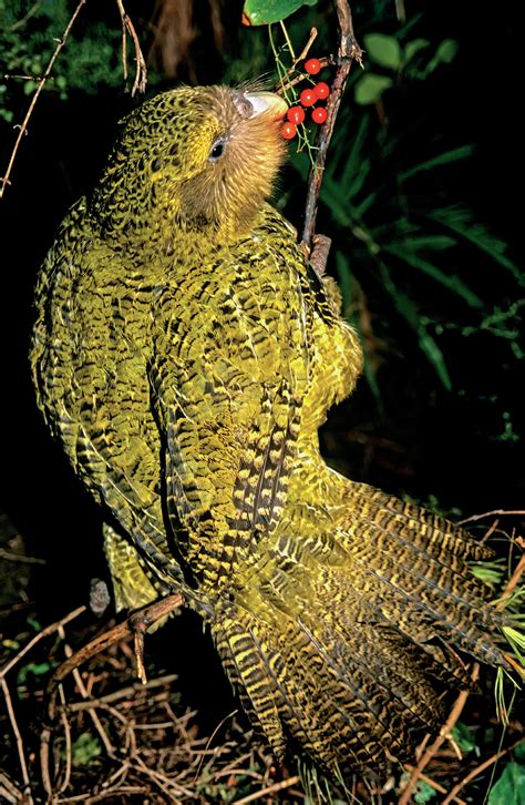 Kakapo conservation: protecting New Zealand’s indigenous biodiversity - Hodder Education Magazines