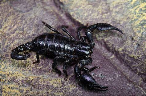 Black Scorpion by johnriley1uk | ePHOTOzine