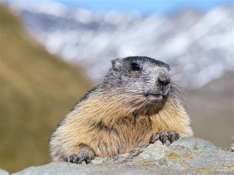 Alpine Marmot (marmota Marmota #4 Photograph by Martin Zwick - Pixels