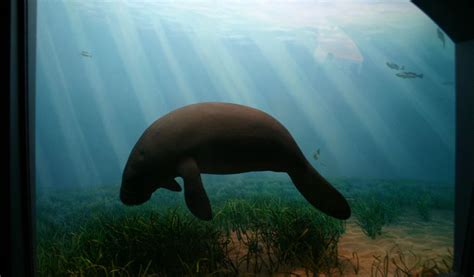 West Indian Manatee - Facts, Information & Habitat