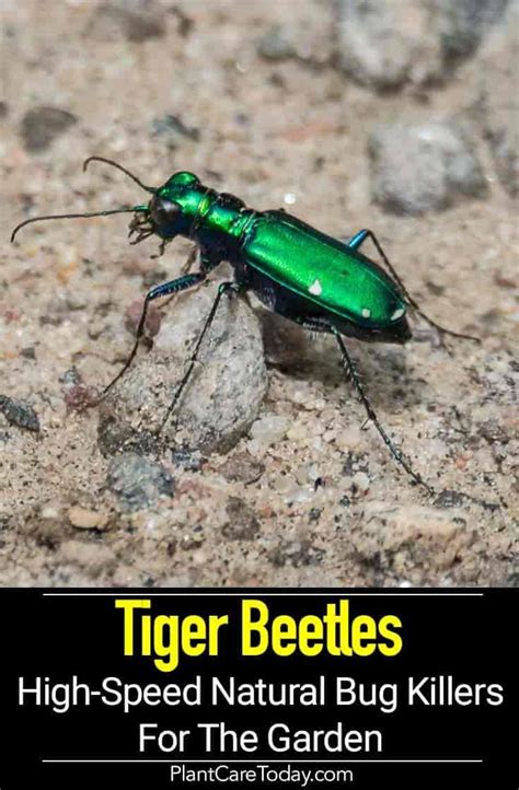 Tiger Beetle: High-Speed Natural Predators For The Garden | Tiger ...