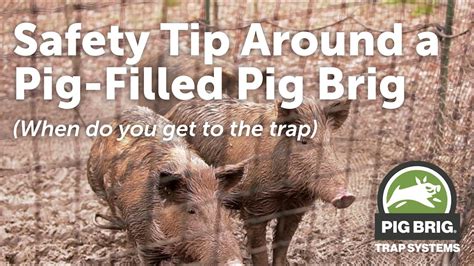 Safety Tips Around a Pig-Filled Pig Brig | Pig Brig Trap Systems - YouTube