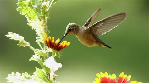 Hummingbirds Hear the Sound of their Wings - YouTube