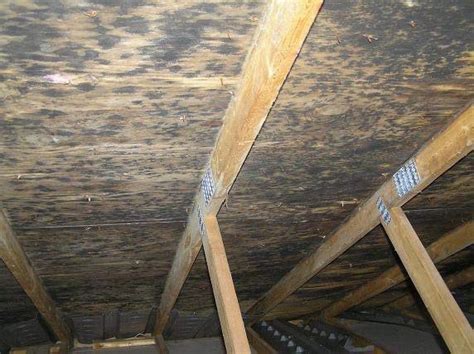 Causes For Attic Mold, How To Remove And Avoid It