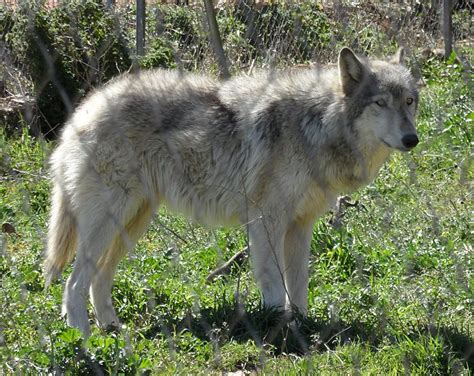 Wolfdog - WikiFur, the furry encyclopedia