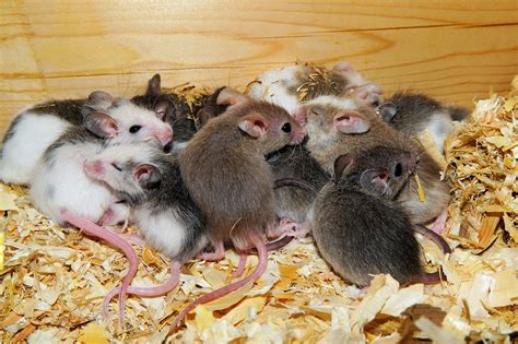 Mastomys Mice Cute · Free photo on Pixabay