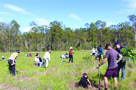 Koala Habitat Restoration Partnership Program Properties - Queensland ...