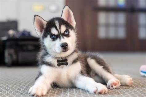 UConn's Jonathan XV Husky taking over as top mascot