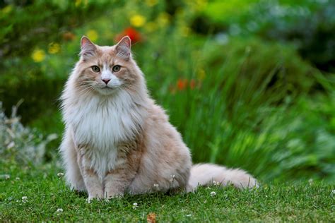 A Guide to the Norwegian Forest Cat | Veterinarians.com