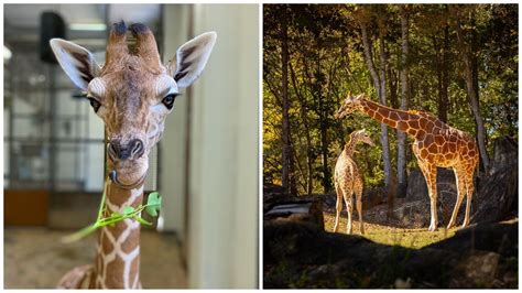 How old was Fenn the baby giraffe? North Carolina Zoo staff members left heartbroken as calf ...