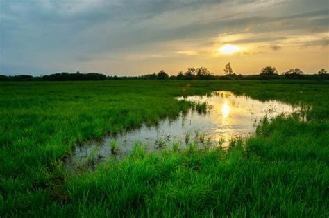 Premium Photo | Water in the meadow with green grass and sunset