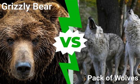 Epic Battles: Grizzly Bear vs. Lion - AZ Animals